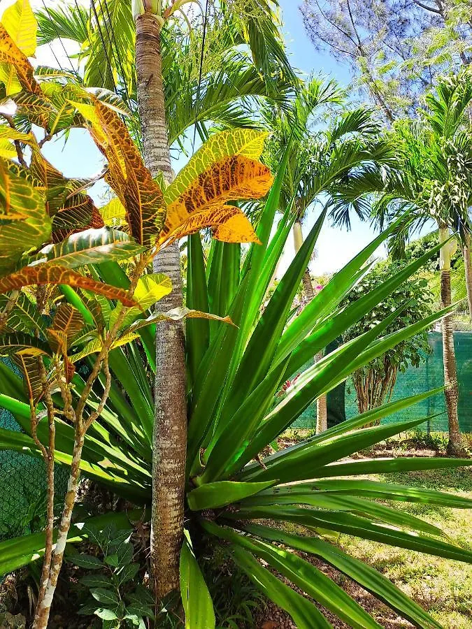 Yuka Lodge - Bungalow Prive Avec Jardin En Pleine Nature Sainte-Anne  Guadeloupe